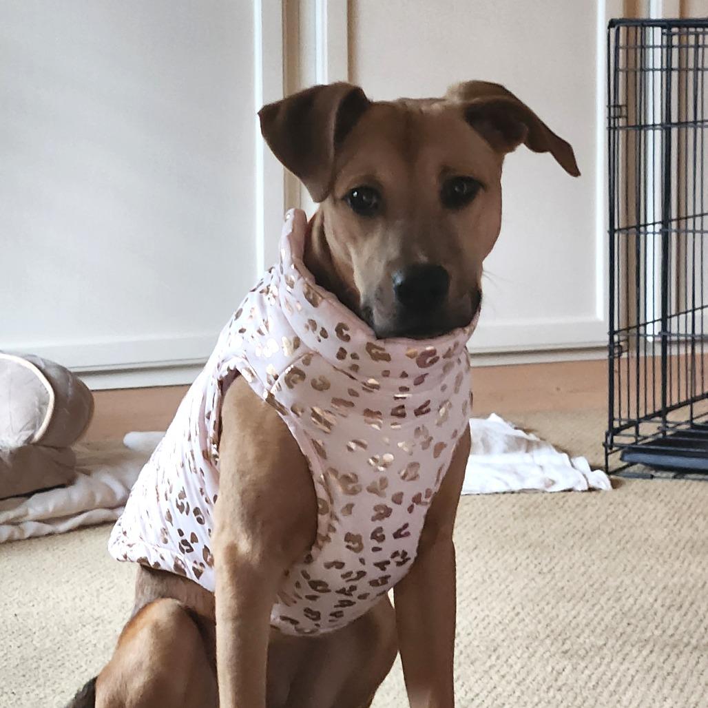 Hatteras, Adoptable, Young Female Mixed Breed.