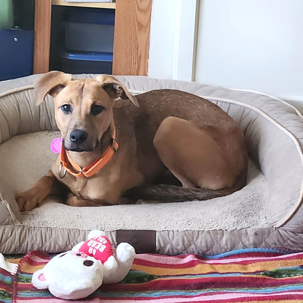 Enlarge Hatteras, a Adoptable Mixed Breed in Fredericksburg, VA image 2/6