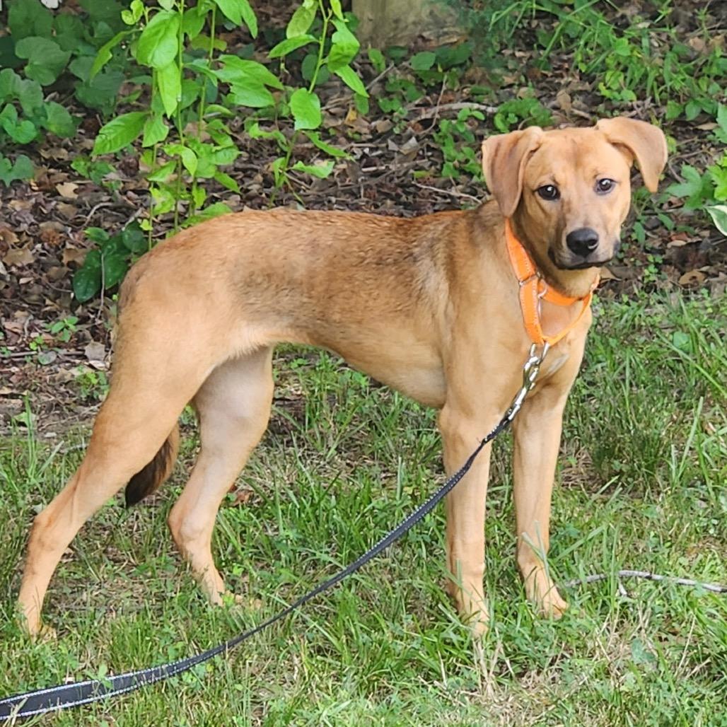 Enlarge Hatteras, a Adoptable Mixed Breed in Fredericksburg, VA image 3/6