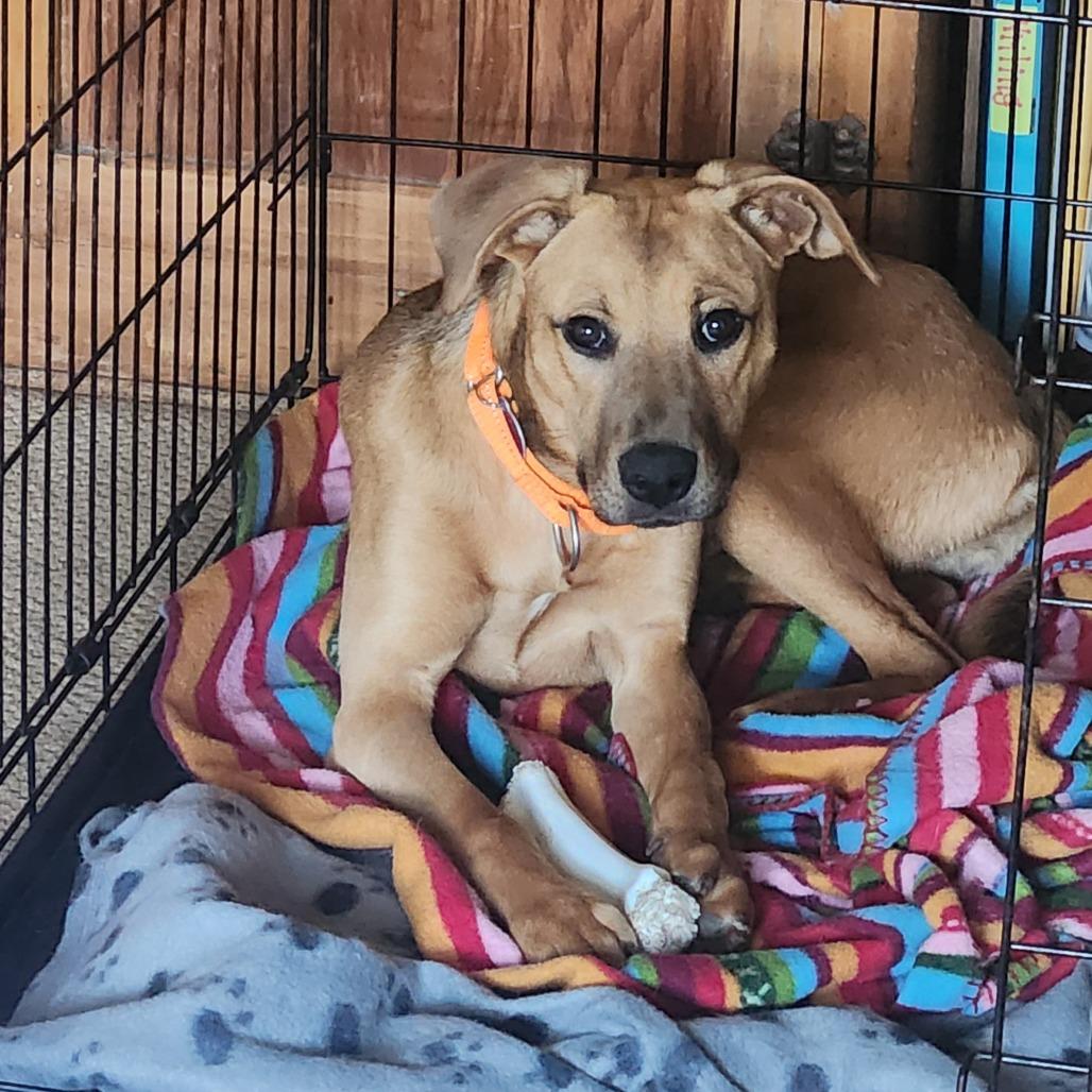 Enlarge Hatteras, a Adoptable Mixed Breed in Fredericksburg, VA image 4/6