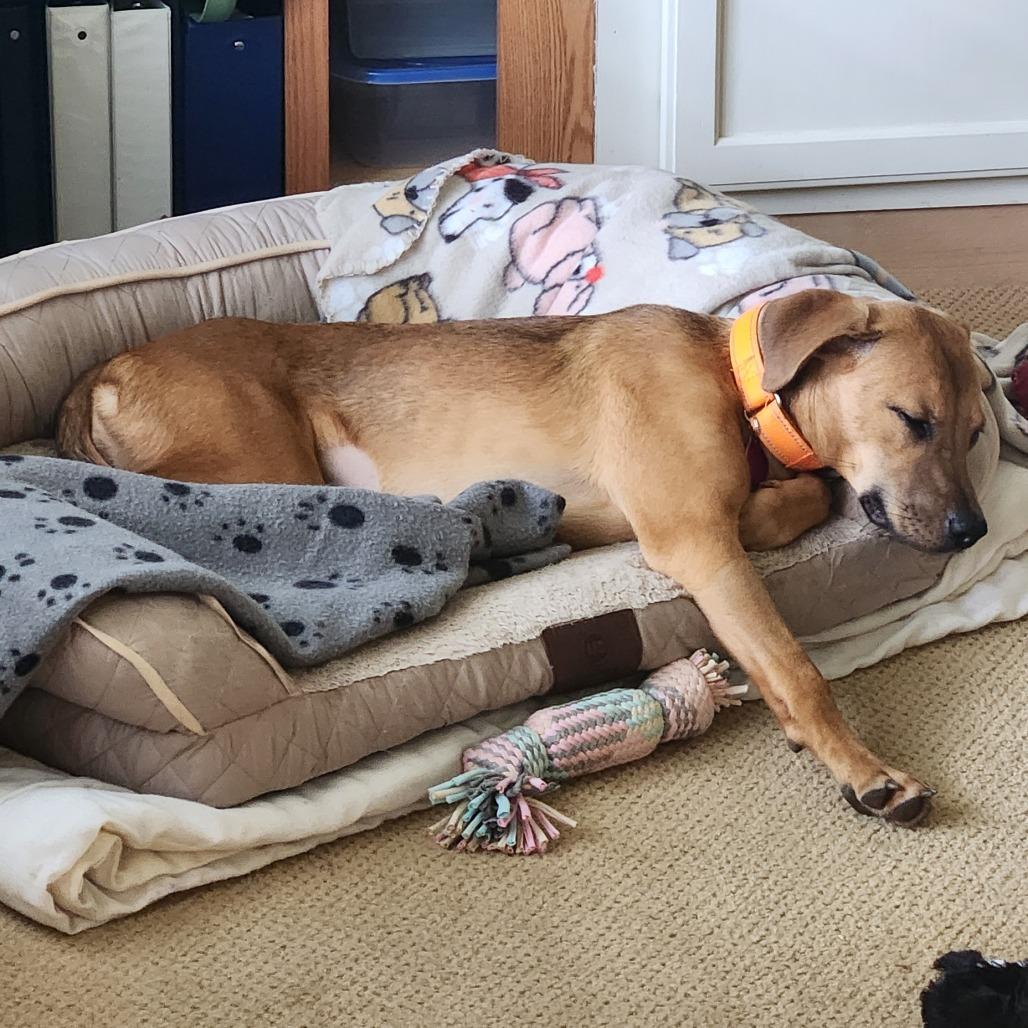 Enlarge Hatteras, a Adoptable Mixed Breed in Fredericksburg, VA image 5/6