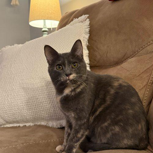 Enlarge Janet Wood, a Adoptable Domestic Short Hair in Toms River, NJ image 1/5