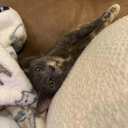 Enlarge Janet Wood, a Adoptable Domestic Short Hair in Toms River, NJ image 2/5