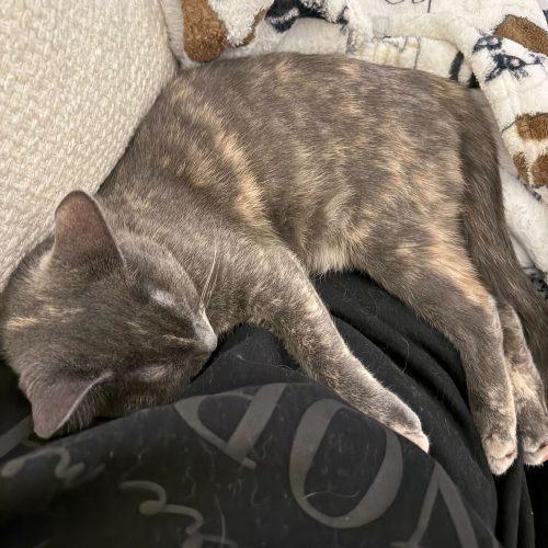 Enlarge Janet Wood, a Adoptable Domestic Short Hair in Toms River, NJ image 3/5