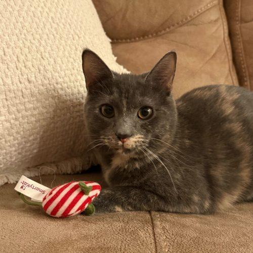 Enlarge Janet Wood, a Adoptable Domestic Short Hair in Toms River, NJ image 4/5