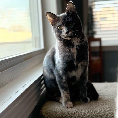 Enlarge Janet Wood, a Adoptable Domestic Short Hair in Toms River, NJ image 5/5