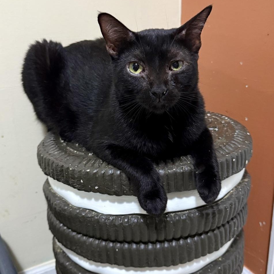 Castor, Adoptable, Adult Male Domestic Short Hair.