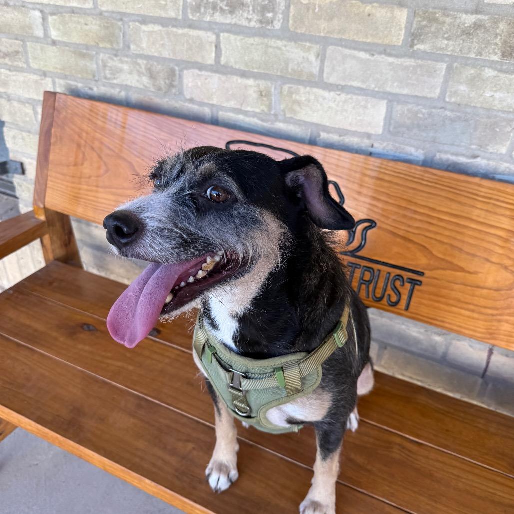 Enlarge Syracuse, a Adoptable mixed breed in Laredo, TX image 2/4