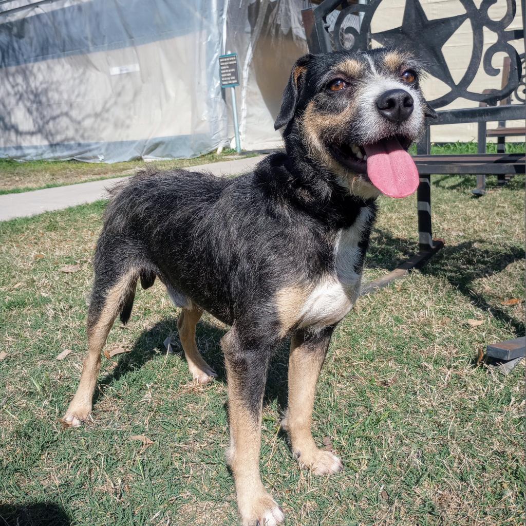 Enlarge Syracuse, a Adoptable mixed breed in Laredo, TX image 3/4