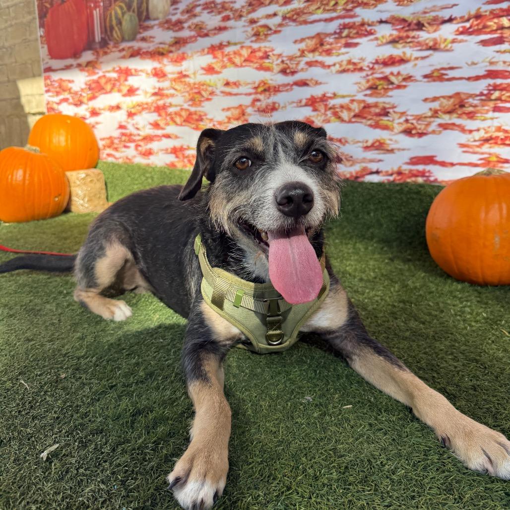 Enlarge Syracuse, a Adoptable mixed breed in Laredo, TX image 4/4