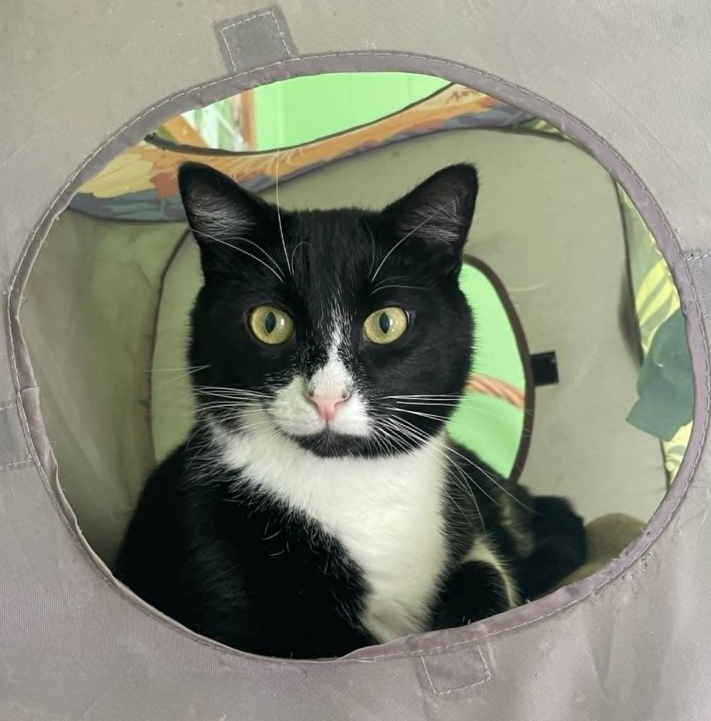 Enlarge Chaos, a Adoptable mixed breed in Ogden, UT image 1/4