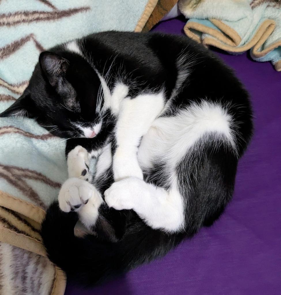 Enlarge Chaos, a Adoptable mixed breed in Ogden, UT image 1/3