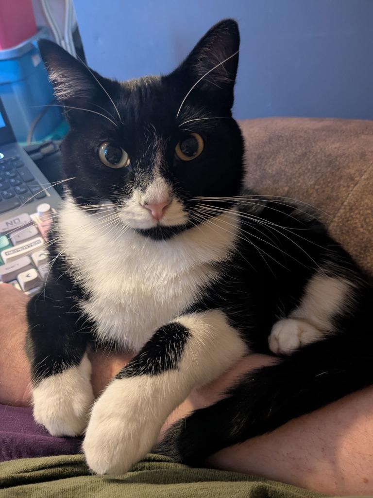 Enlarge Chaos, a Adoptable mixed breed in Ogden, UT image 2/3