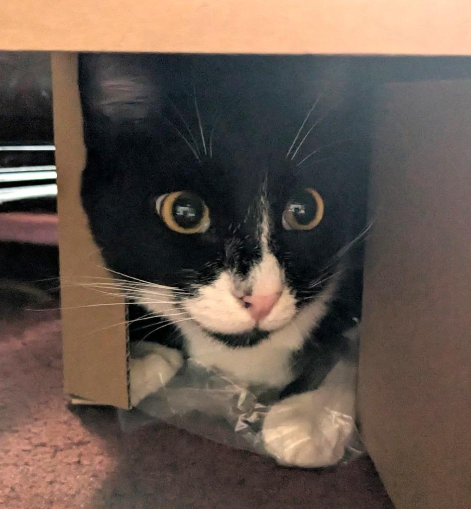 Enlarge Chaos, a Adoptable mixed breed in Ogden, UT image 3/3