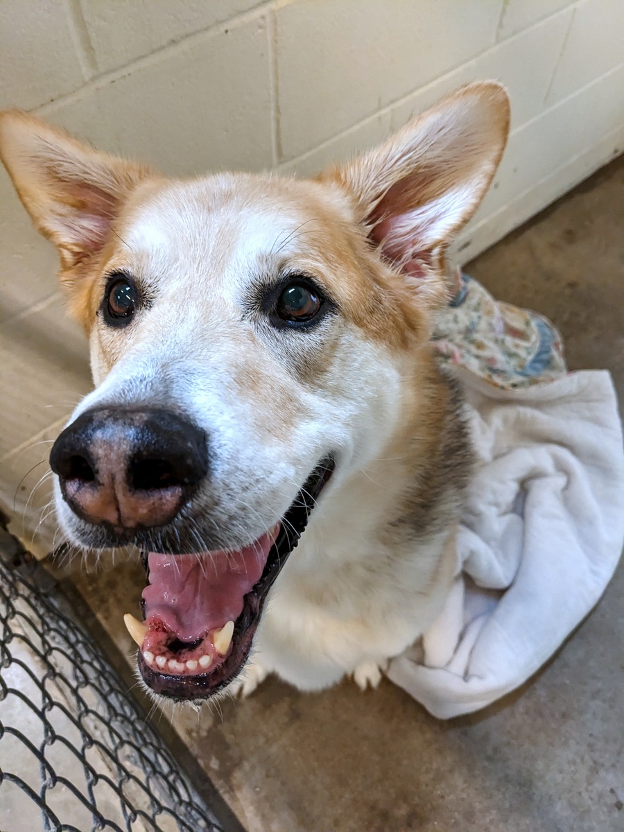 Red, an adoptable Mixed Breed in Sheridan, WY, 82801 | Photo Image 1