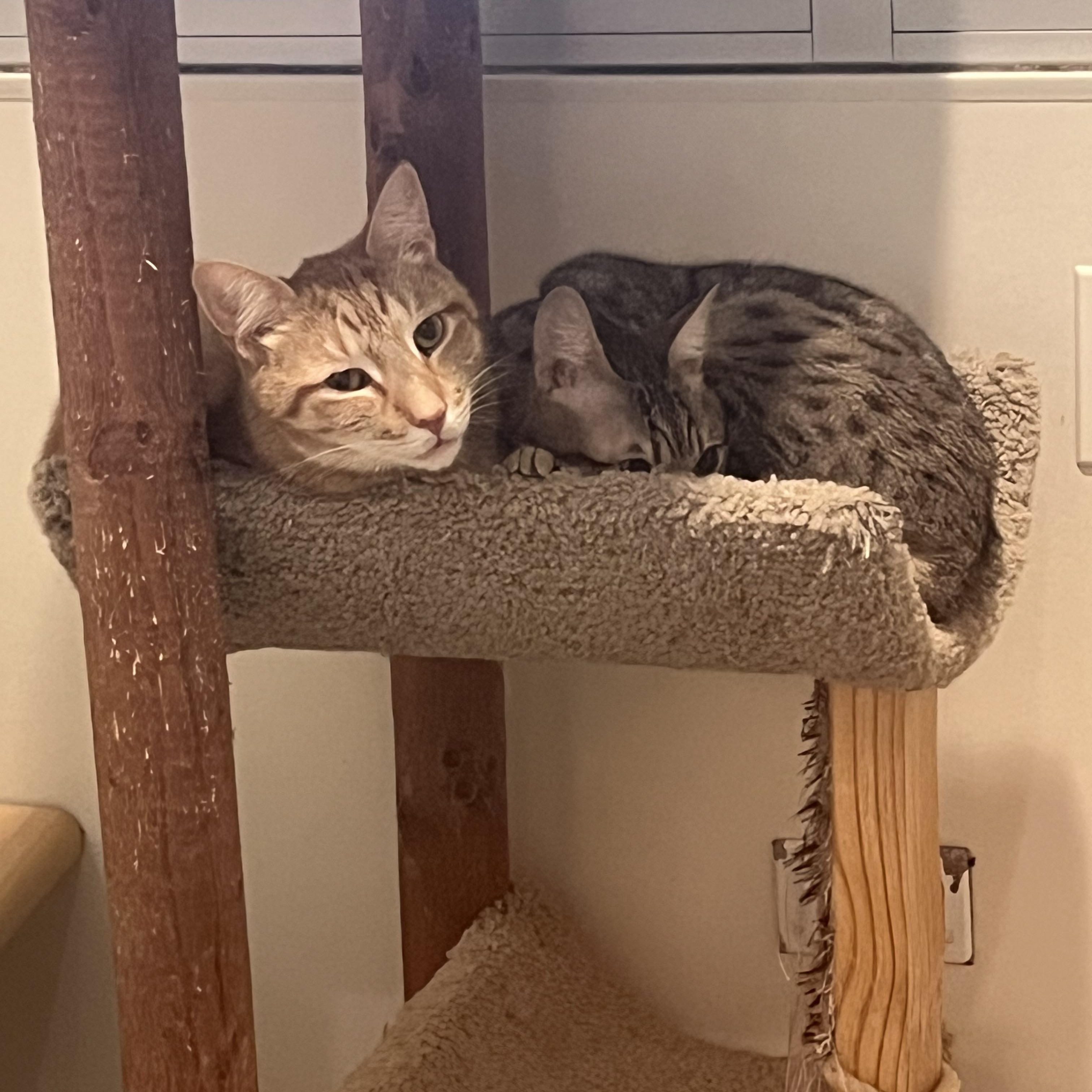 Heathcliff, a Adoptable Domestic Short Hair in Chicago, IL image 2/2