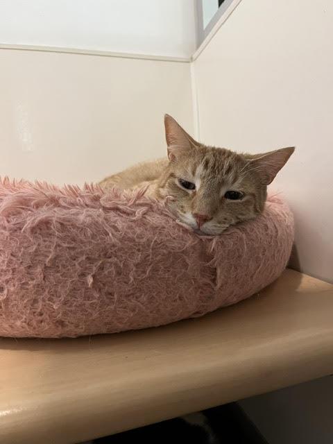 Heathcliff, a Adoptable Domestic Short Hair in Chicago, IL image 1/2