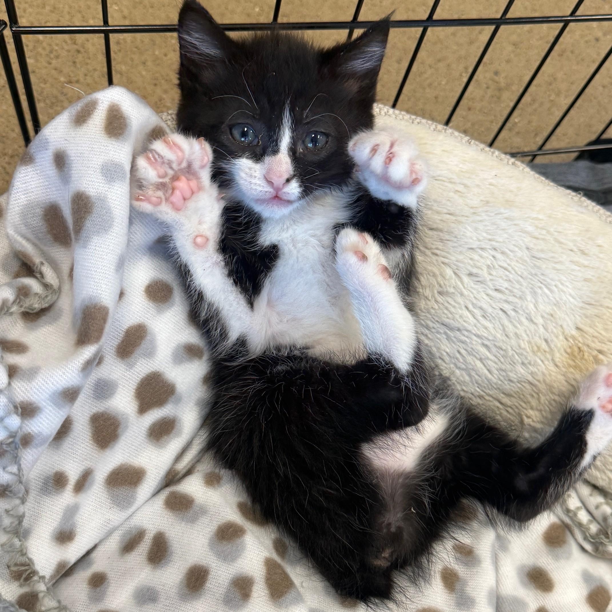 Debbie, adoptable, Kitten Female Domestic Short Hair.