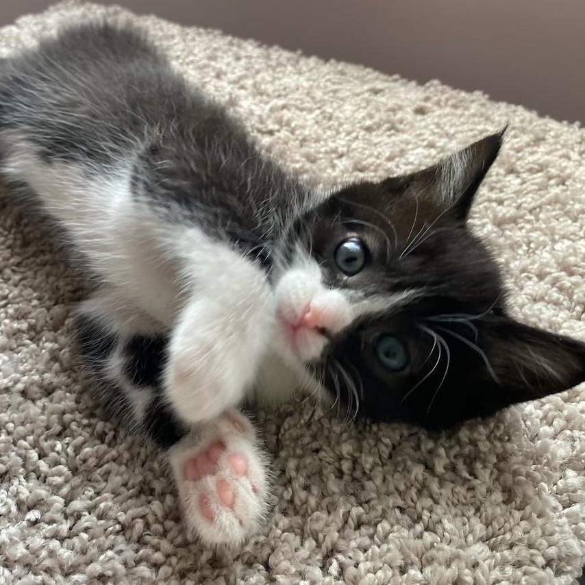 Debbie, an adoptable Domestic Short Hair in Johnson City, TN image 2/4