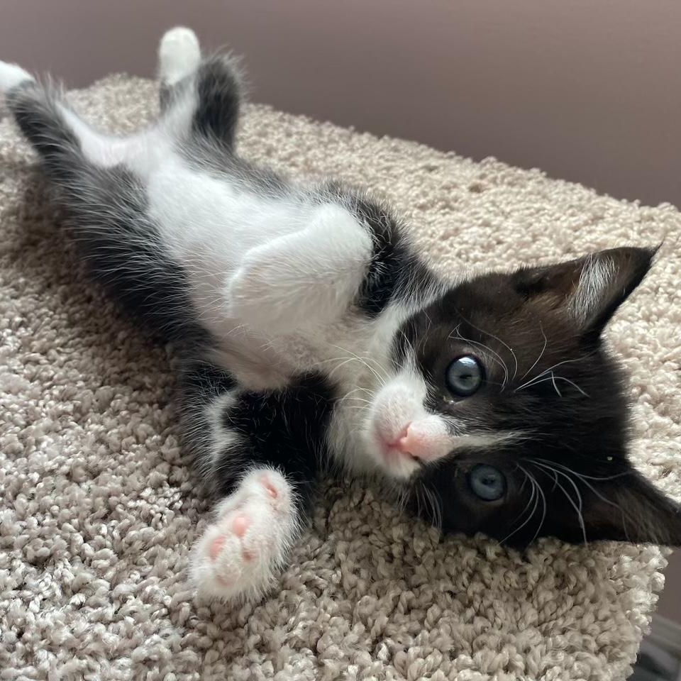 Debbie, an adoptable Domestic Short Hair in Johnson City, TN image 3/4