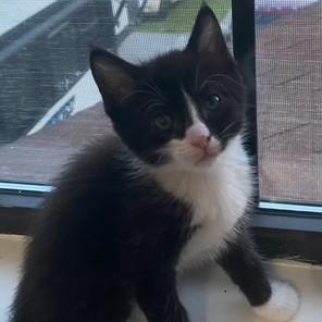 Debbie, an adoptable Domestic Short Hair in Johnson City, TN image 4/4