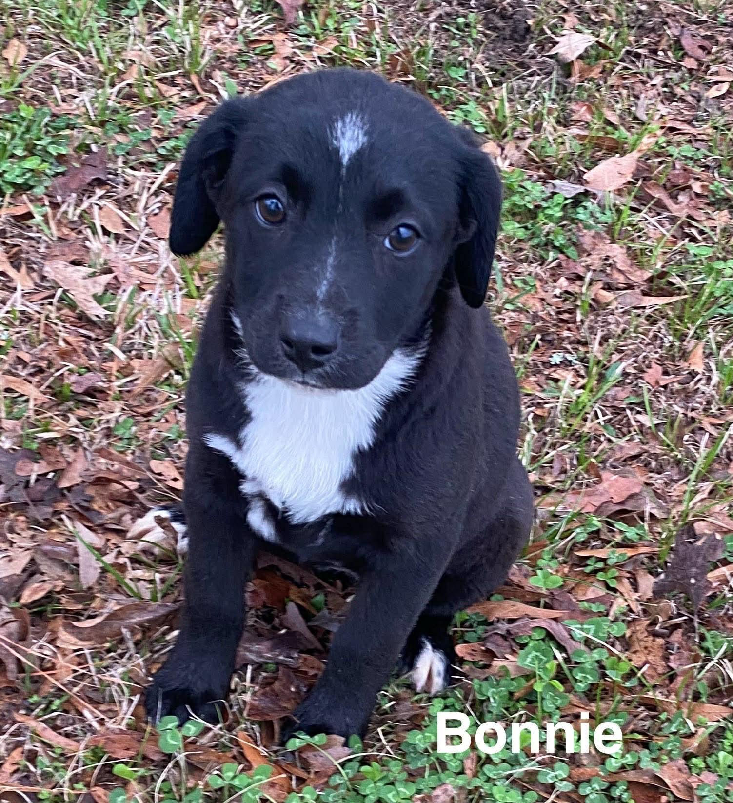 Bonnie, Adoptable, Puppy Female Beagle.
