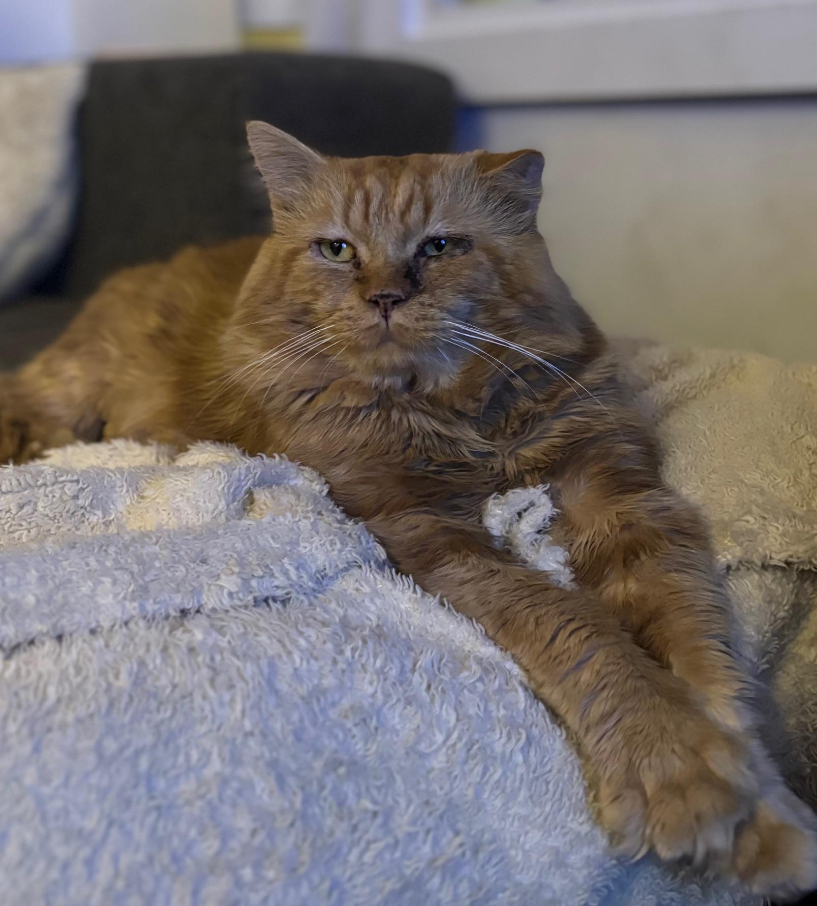 Roudoudou, adopted, Adult Male Domestic Medium Hair.