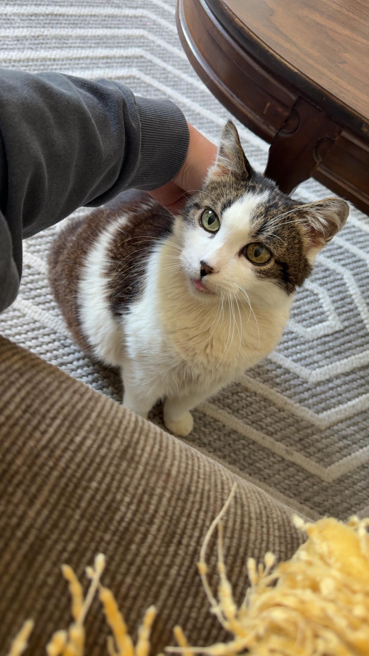 Enlarge Missy, a Adoptable Domestic Short Hair in Canton, MA image 1/2