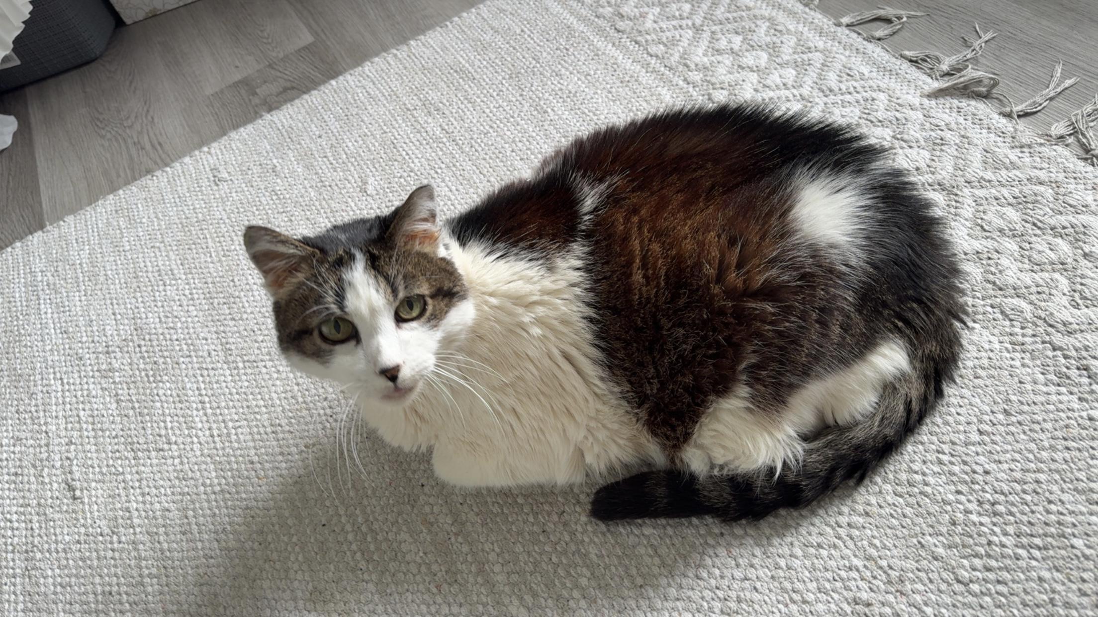 Enlarge Missy, a Adoptable Domestic Short Hair in Canton, MA image 2/2