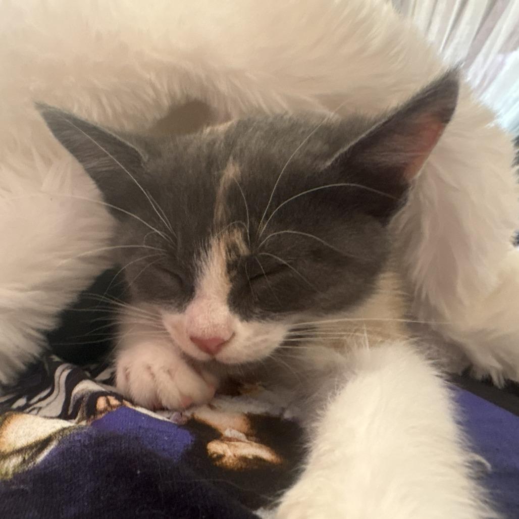 Willa, Adoptable, Kitten Female Domestic Short Hair.