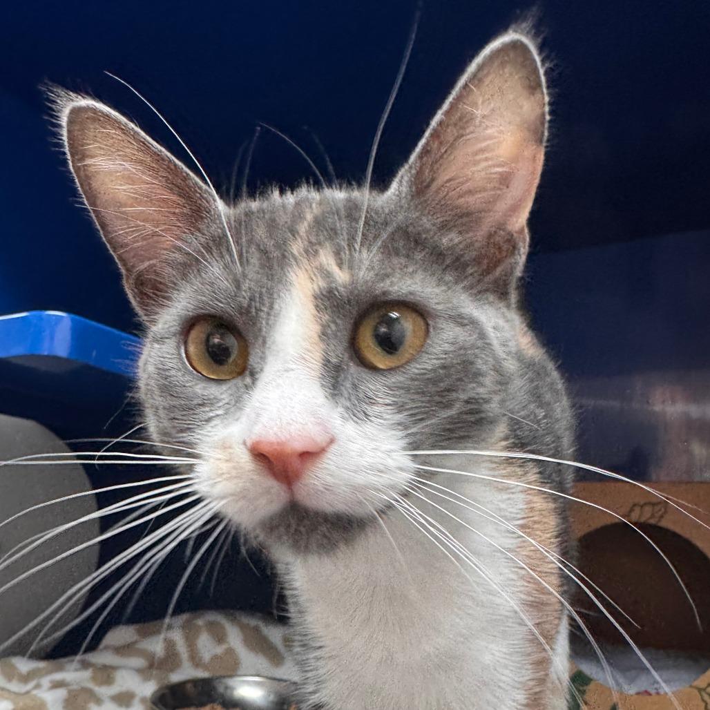 Willa, a Adoptable Domestic Short Hair in Incline Village, NV image 2/5