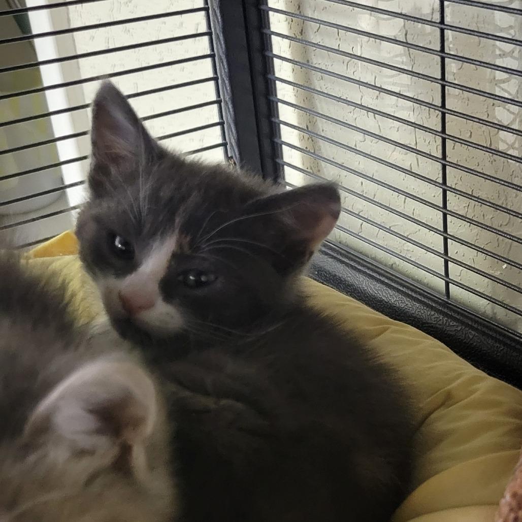 Willa, a Adoptable Domestic Short Hair in Incline Village, NV image 4/5