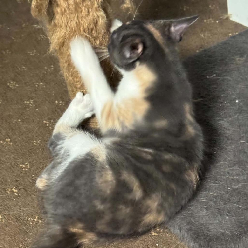 Willa, a Adoptable Domestic Short Hair in Incline Village, NV image 5/5