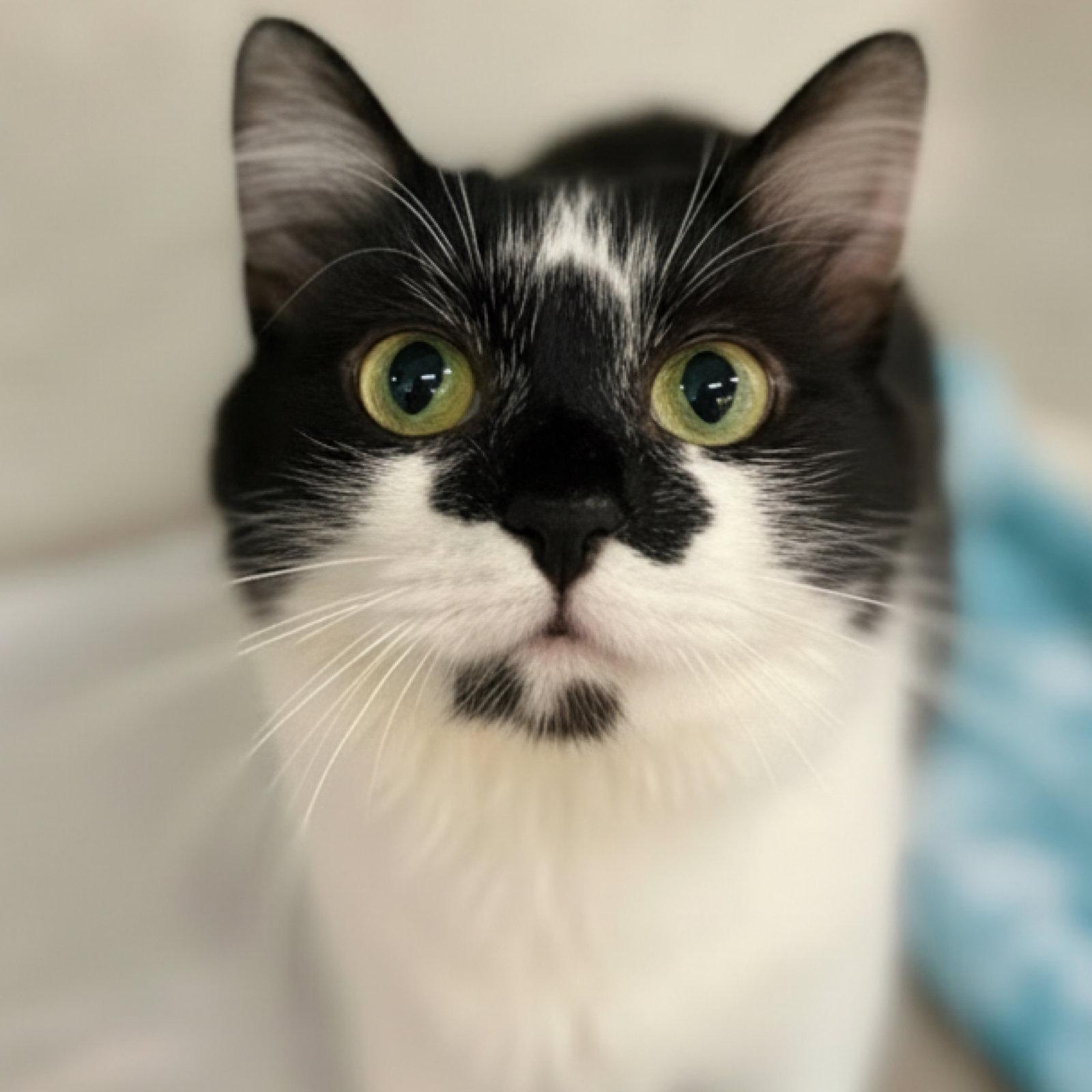 Enlarge Justina, a Adoptable Domestic Medium Hair in Blasdell, NY image 1/2