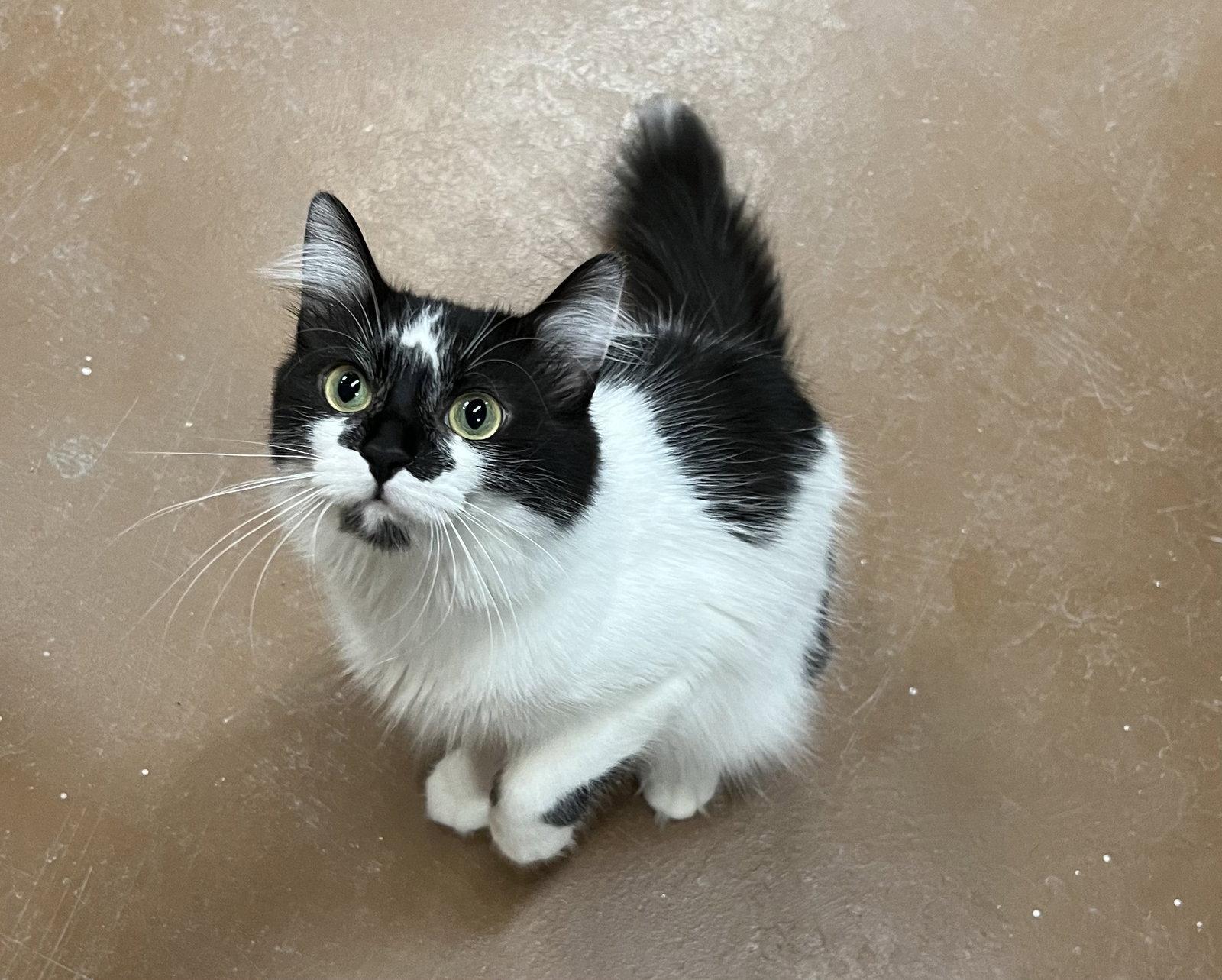 Enlarge Justina, a Adoptable Domestic Medium Hair in Blasdell, NY image 2/2