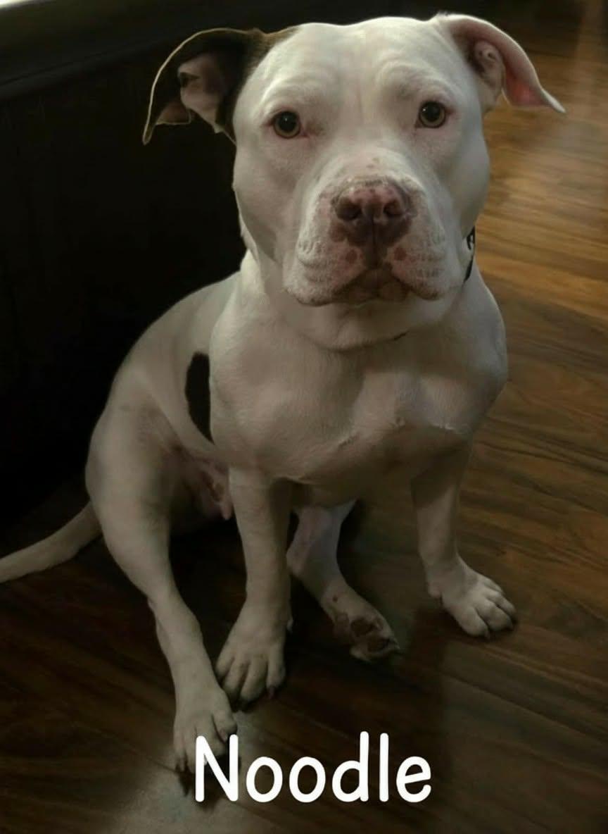 Noodle, Adoptable, Adult Female Terrier.