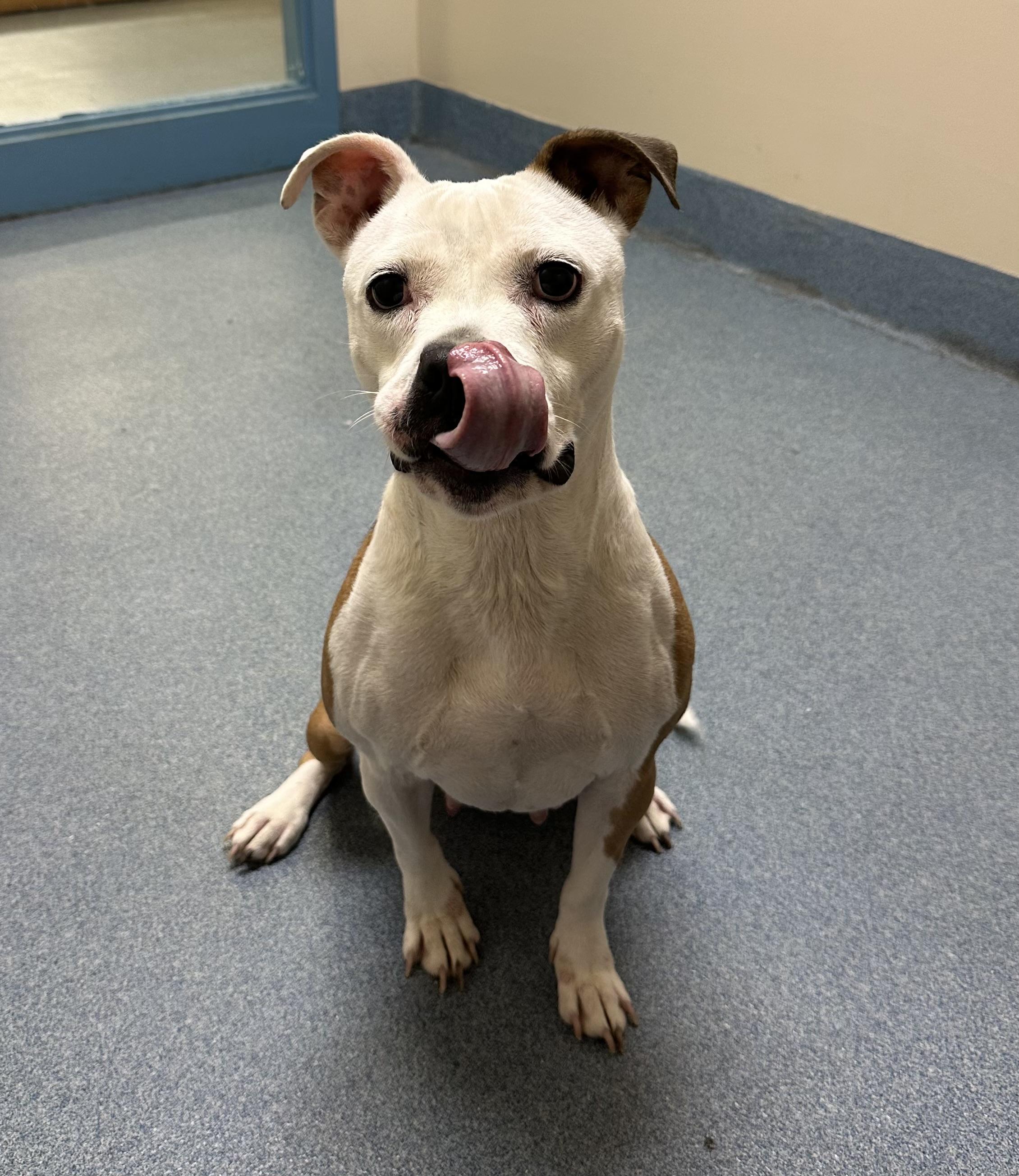 Enlarge Roxy, a ADOPTABLE mixed breed in Suffolk, VA image 2/2
