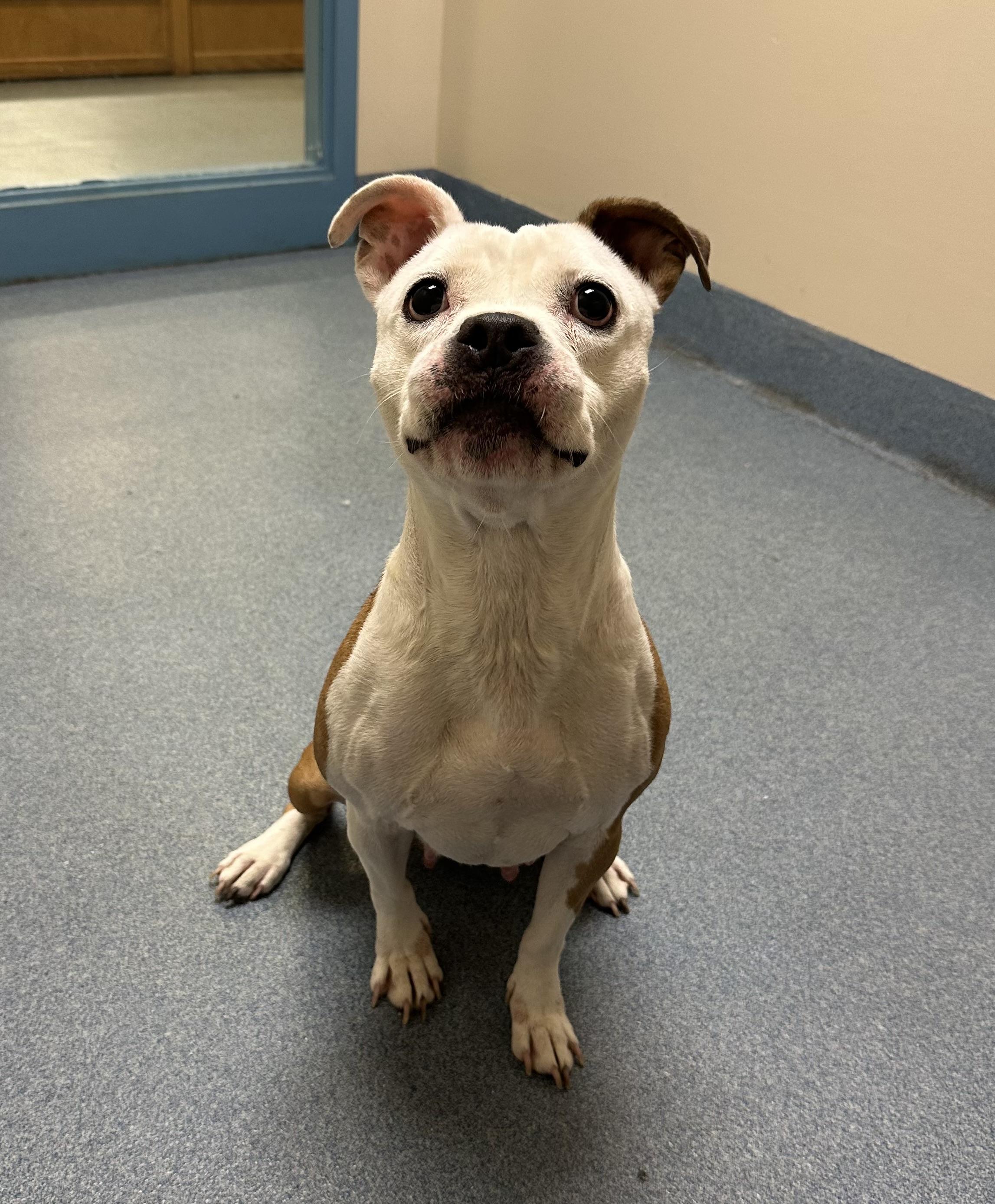 Roxy, ADOPTABLE, Adult Female Pit Bull Terrier.