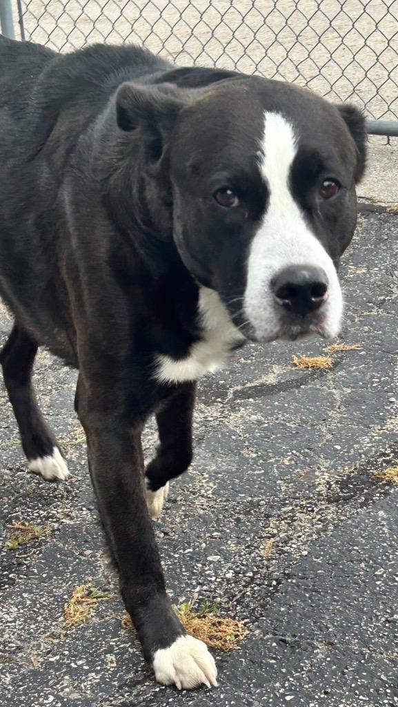 Andy, Adoptable, Adult Male Mixed Breed.