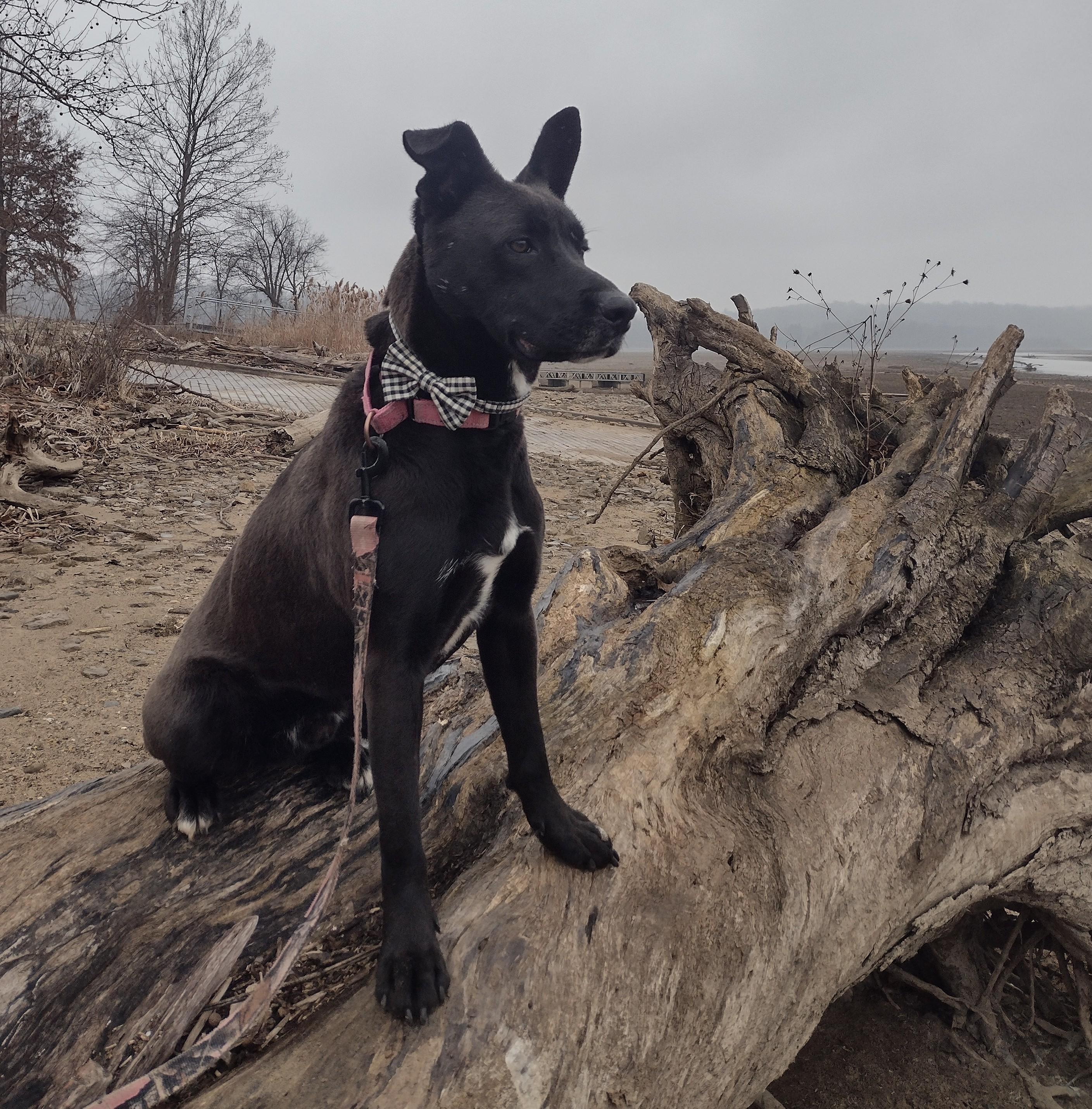 Sparky photo 6
