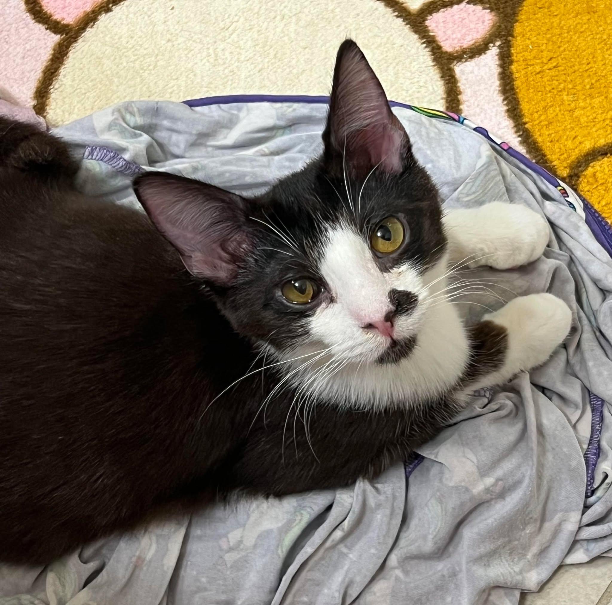 Crackle, Adoptable, Adult Male Domestic Short Hair.