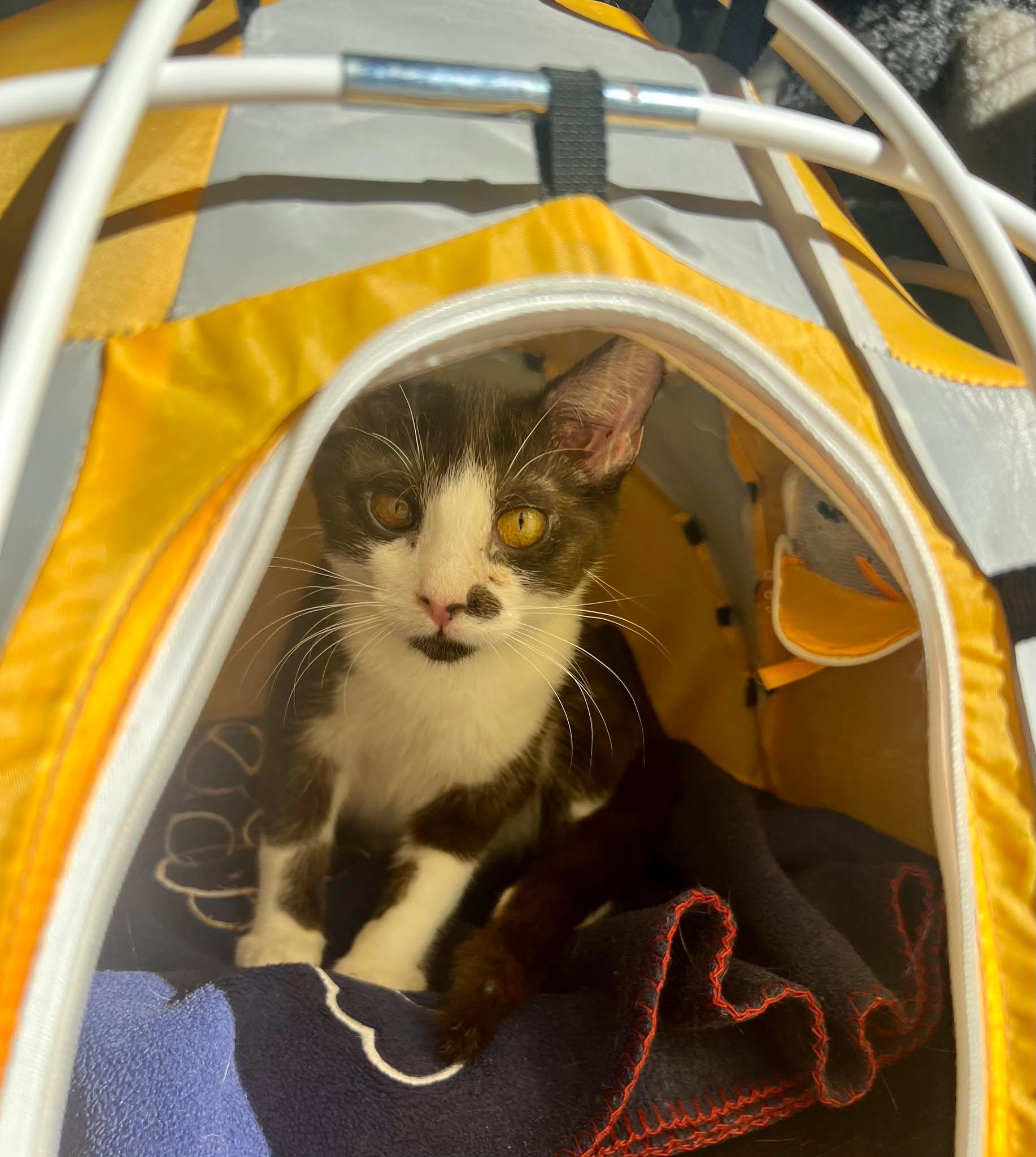 Crackle, a Adoptable Domestic Short Hair in Hillsboro, OR image 3/4