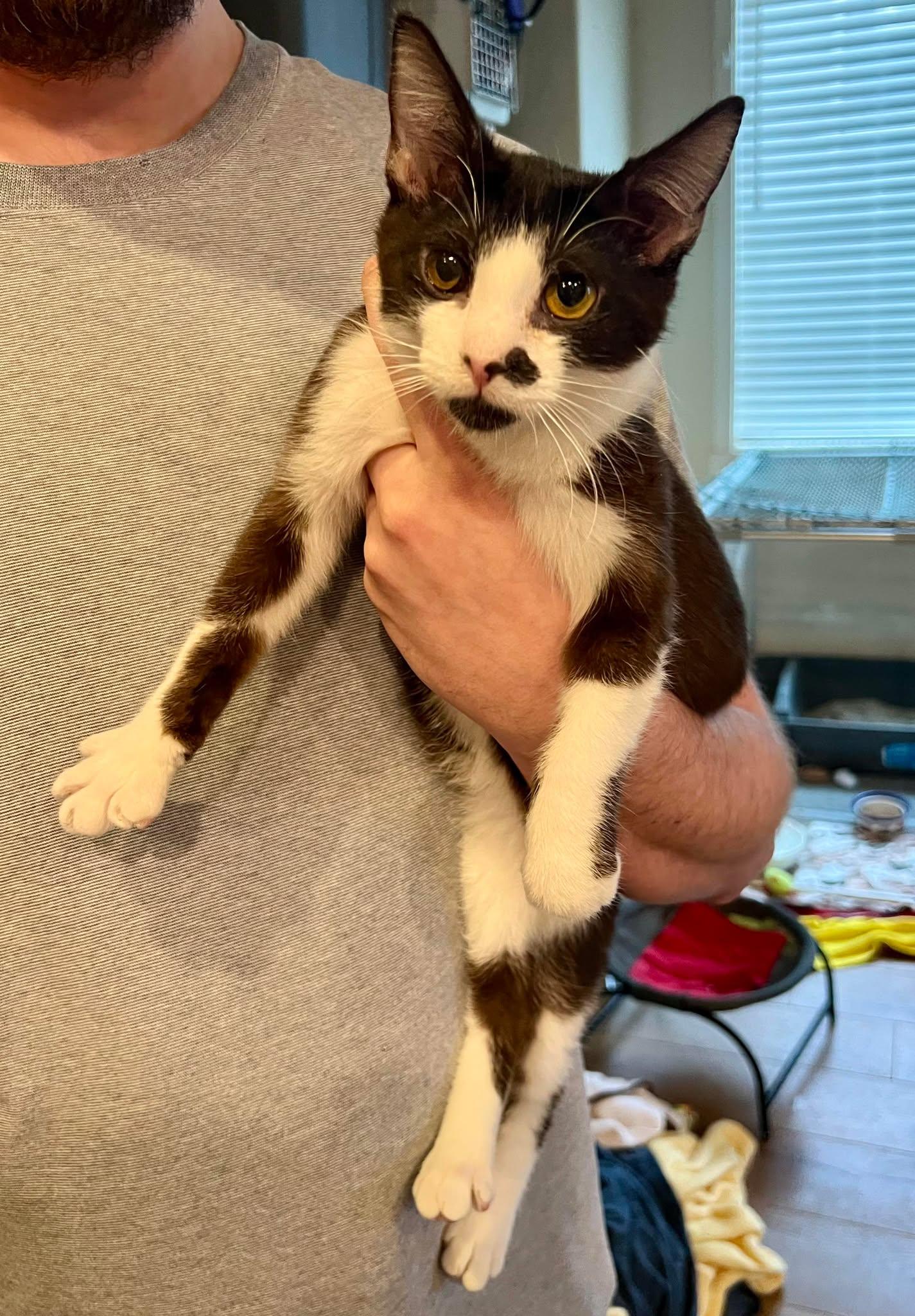 Crackle, Adoptable, Adult Male Domestic Short Hair.