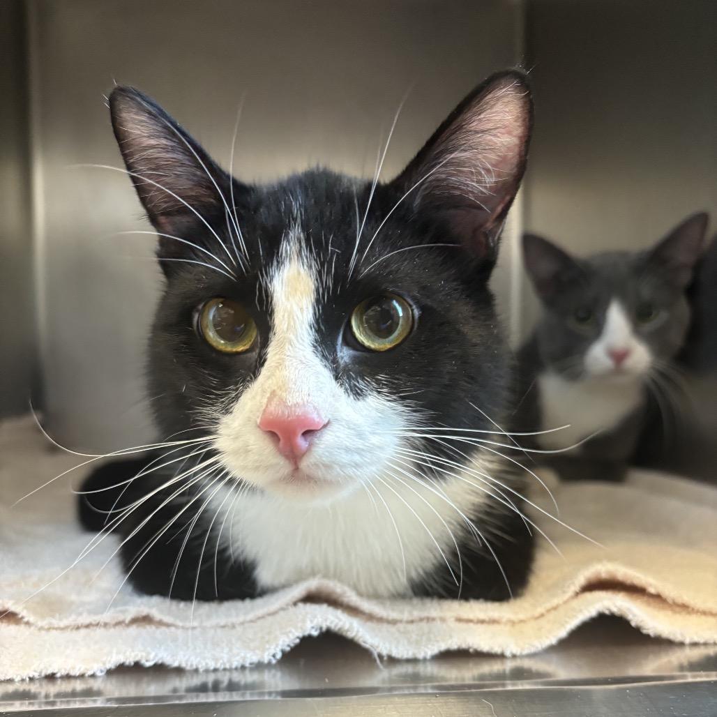 Sly, Adoptable, Young Male Domestic Short Hair.