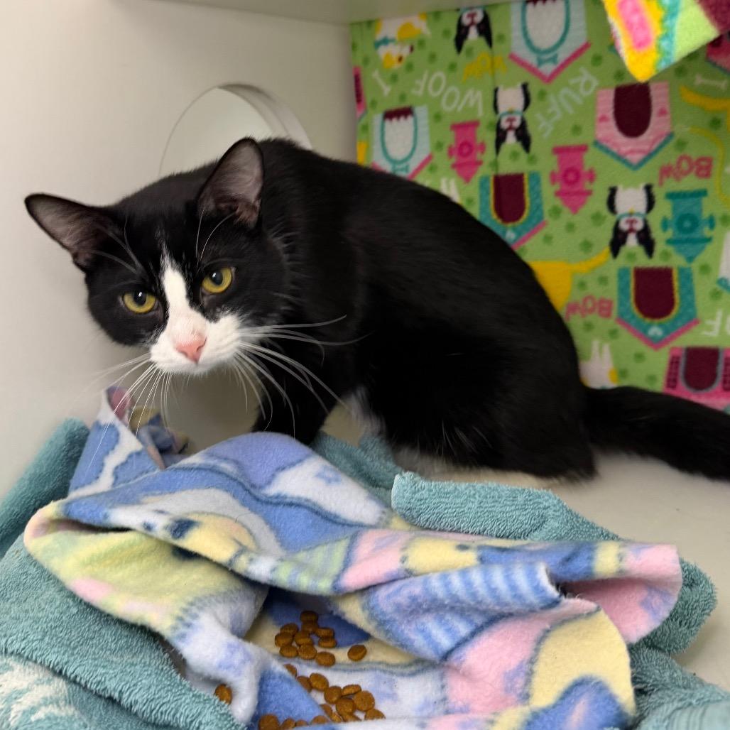 Enlarge Sly, a Adoptable Domestic Short Hair in Council Bluffs, IA image 2/4