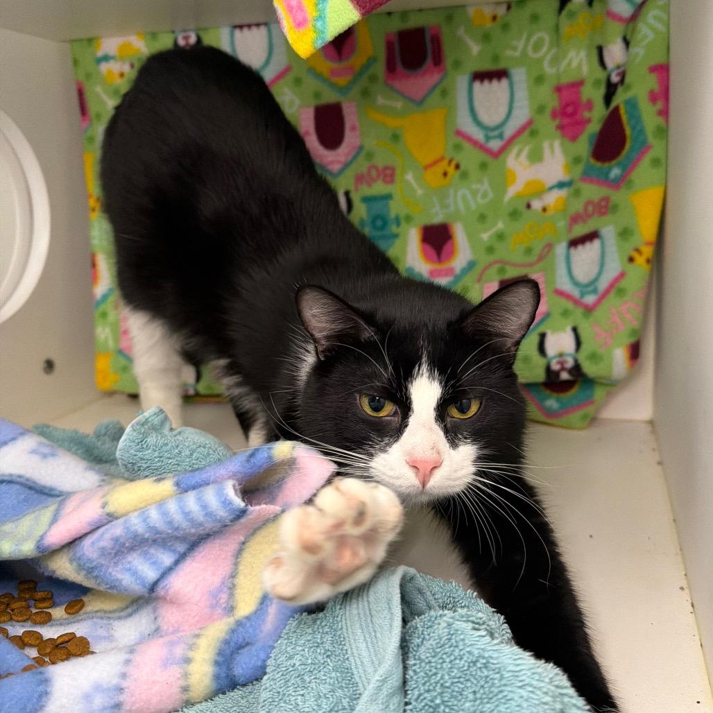Enlarge Sly, a Adoptable Domestic Short Hair in Council Bluffs, IA image 3/4