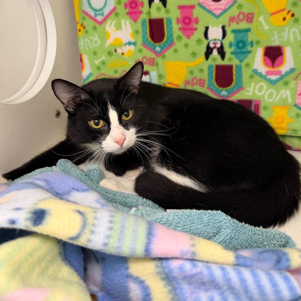 Enlarge Sly, a Adoptable Domestic Short Hair in Council Bluffs, IA image 4/4