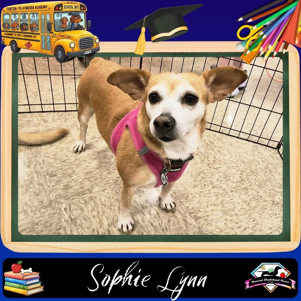 Enlarge Sophie Lynn, a Adoptable mixed breed in San Antonio, TX image 2/3