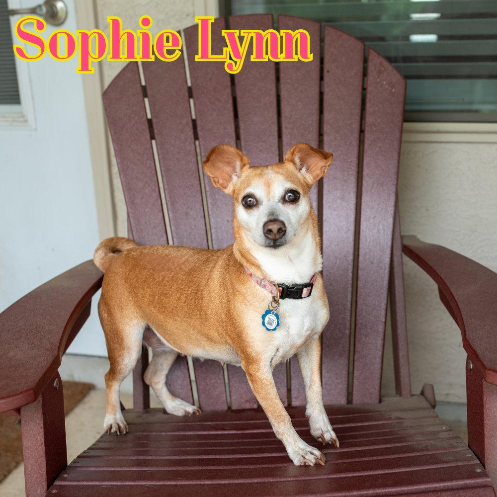 Enlarge Sophie Lynn, a Adoptable mixed breed in San Antonio, TX image 3/3