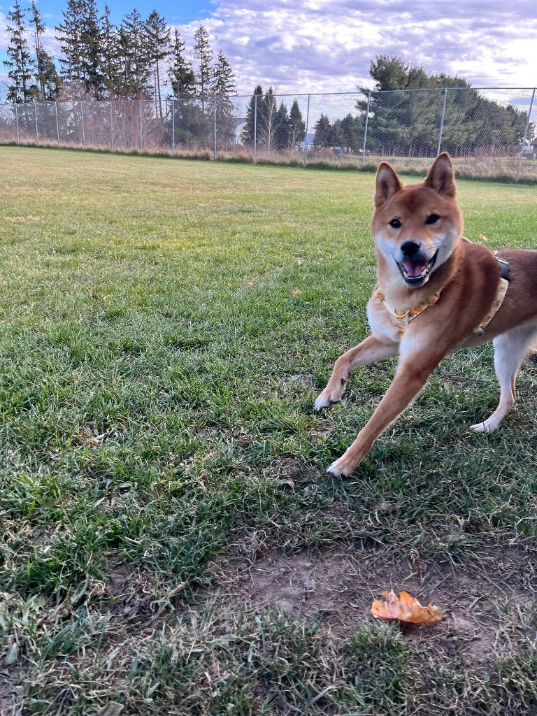 Sokka, Adoptable, Adult Male Shiba Inu.